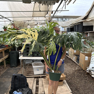 Z-2240 - Monstera deliciosa "Thai Constellation" - 10in Pot XXL