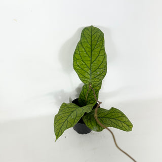 Hoya meredithii [#2295]