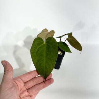 Anthurium 'Zara'/'Michelle' x indo portillae [#1786]
