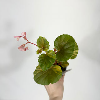 Begonia cucullata (variegated) [#1507]