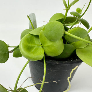Dischidia vidalii