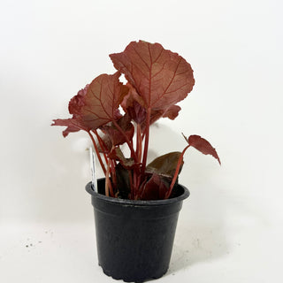 Begonia 'Robin' [#2091]