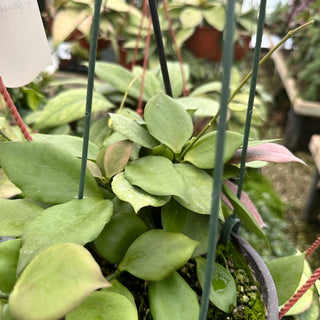 Hoya pseudolittoralis