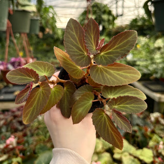 Begonia 'Withlacoochee'