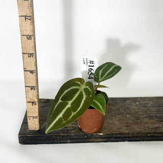 Anthurium 'Blue Velvet' x self - 3 Seedlings [#1654]