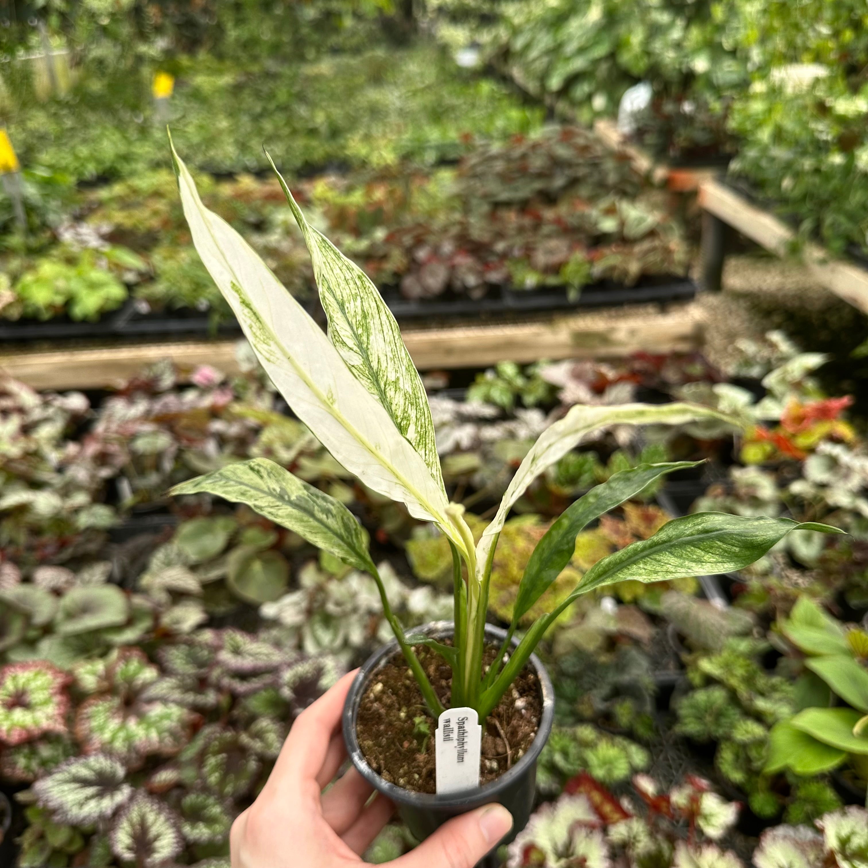 peace lily with variegated leaves Spathiphyllum wallisii variegata – Steve's Leaves