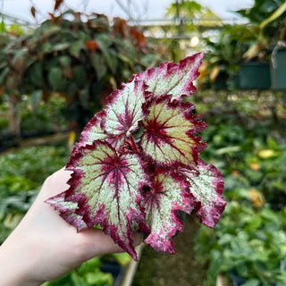 Begonia 'Ring of Fire'