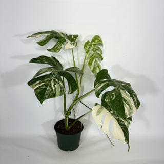 Monstera deliciosa var. borsigiana albo-variegata [#1352]