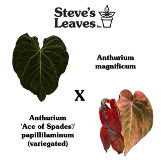 Anthurium magnificum x Variegated ('Ace of Spades'/papillilaminum) [#1610]
