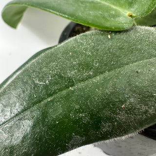 Hoya stenaokei dark [#1897]