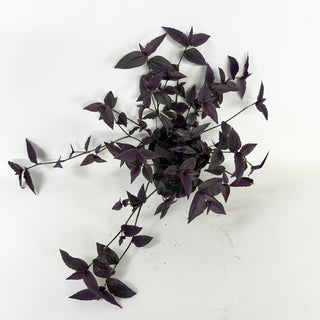 Gibasis pellucida (Purple Form)