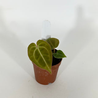 Anthurium 'Contessa' x self - 2 Seedlings [#1613]