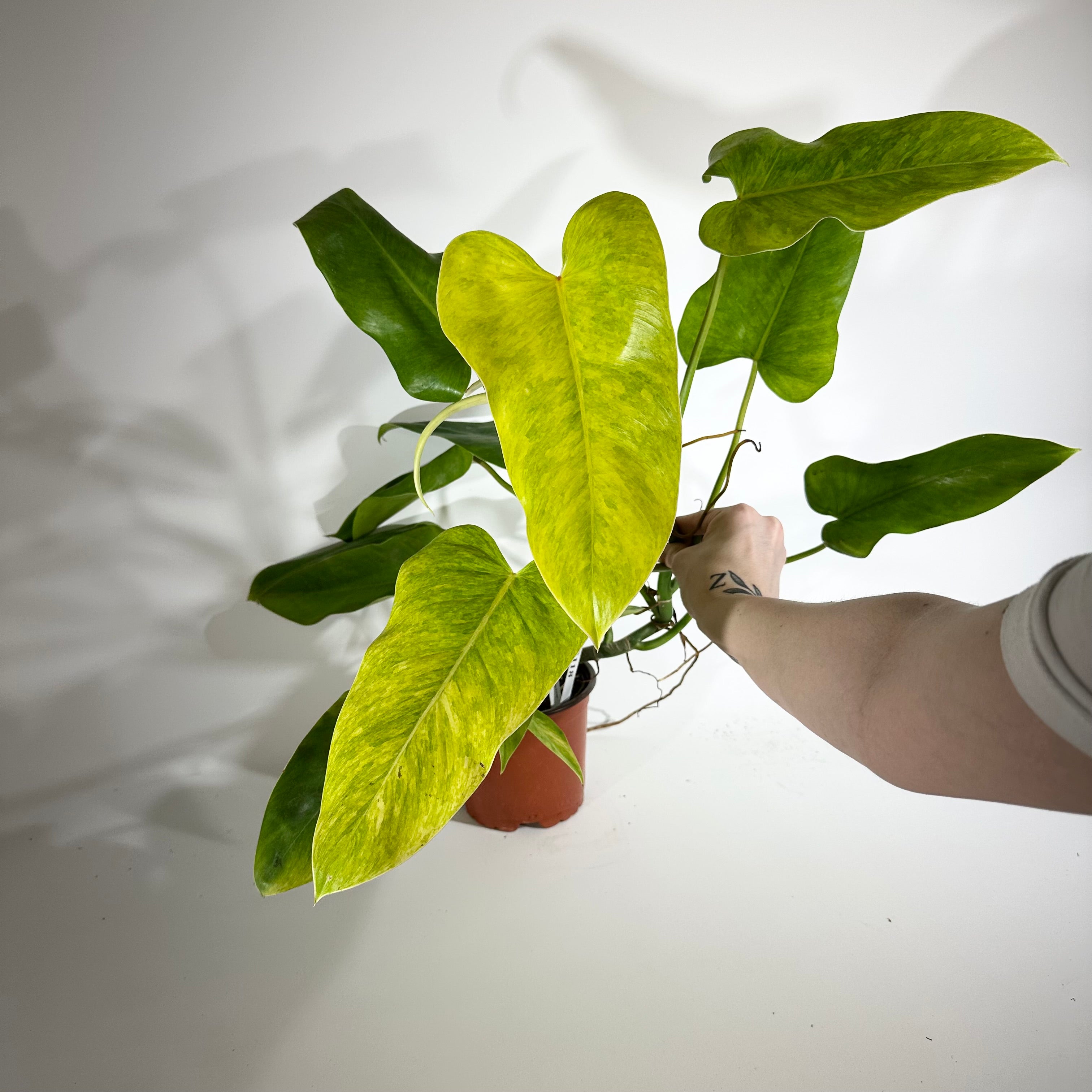 Z-5118 - Philodendron 'Jose Buono' (Texas Form) x erubescens 'Red