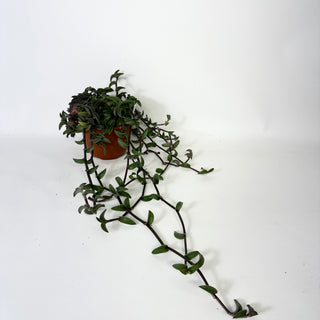 Z-5235 - Callisia navicularis - 6" Hanging Basket