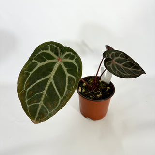 Anthurium 'Zara'/'Michele' x 'Doc Block Lineage' [#1346]