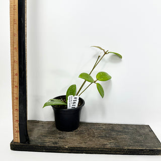 Hoya sp. Lai Chau (long leaf, splash) [#1611]