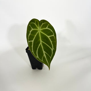 Anthurium magnificum verde x 'Silver Blush' [#1611]