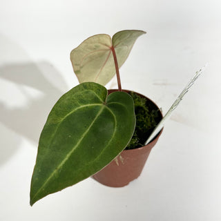 Anthurium 'Chuck Norris' x self - Seedling [#1647]