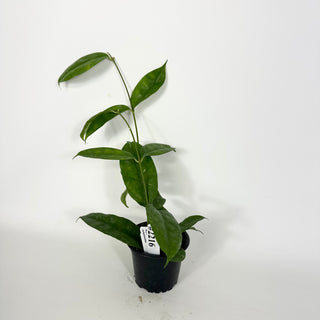 Hoya campanulata [#2216]