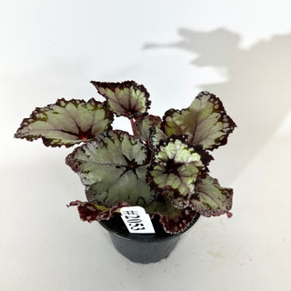 Begonia 'Dolce Vita' [#2053]
