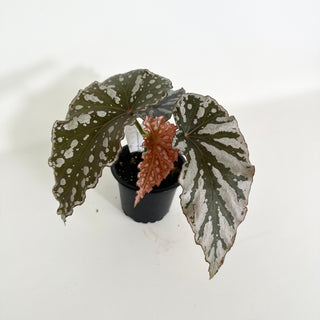 Begonia 'Silver Beauty' [#2158]