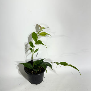 Hoya medusa [#1914]