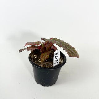 Begonia "Crazy Pink" [#2133]