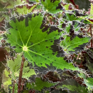 Begonia 'Steve's Leaves Donnie Brown'