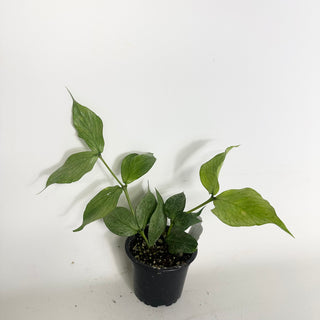 Hoya polyneura (Broget) [#2000]