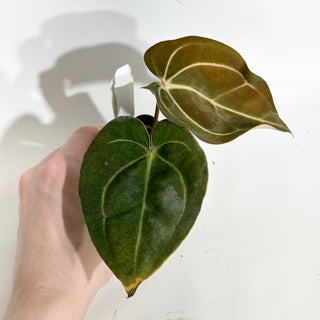 Anthurium carlablackiae x 'Arnold Schwarzenegger' - Seedling [#1990]