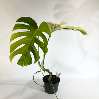 Monstera deliciosa 'Marmorata' [#1854]