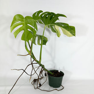 Monstera deliciosa 'Marmorata' [#1208]