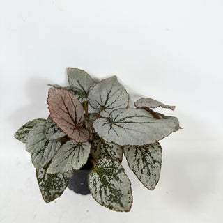 Begonia 'Rice Paper' [#1939]