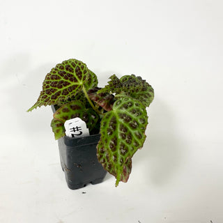 Begonia dracopelta (dark form) [#2465]