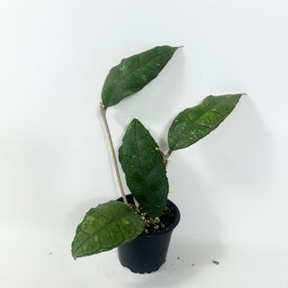 Hoya sp. Nong Nooch [#1961]