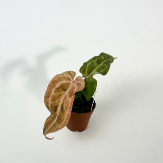 Anthurium 'Arnold Schwarzenegger' x 'Chuck Norris' - Seedling [#2121]