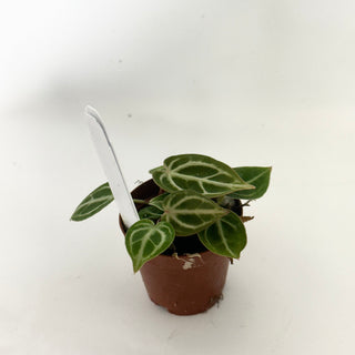 Anthurium 'Brielle'/'Michelle' x self - 3 Seedlings [#1655]