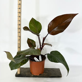 Philodendron 'Orange Princess' (Non-TC)  [#1543]