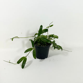 Hoya yuennanensis [#2080]