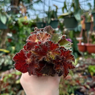 Begonia 'Brad's Halloween'