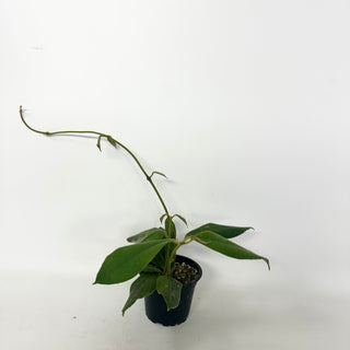 Hoya kapuasensis [#1917]