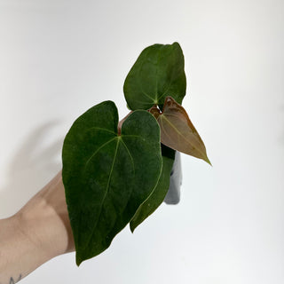 Anthurium Wu papillilaminum x 'Arnold Schwarzenegger' [#1788]
