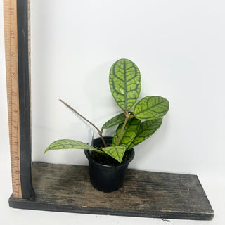 Hoya callistophylla 'Vena' [#1607]