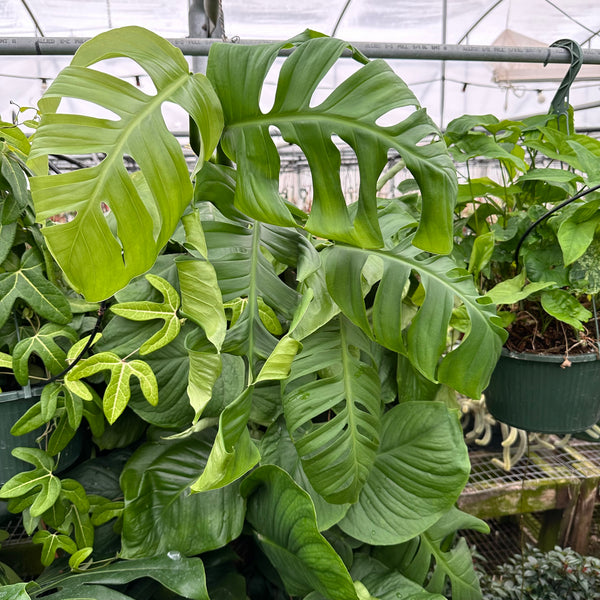 Monstera tenuis