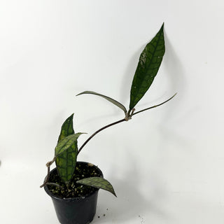 Hoya finlaysonii (Black) [#1872]
