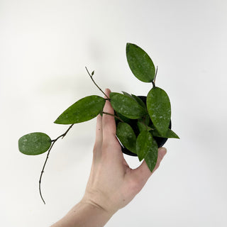 Hoya honglenae [#1806]