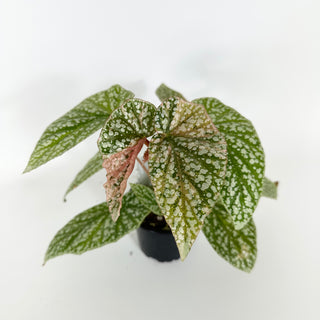 Begonia 'Snow Capped' (Variegated) [#2171]