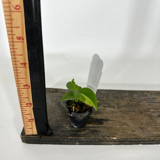 Anthurium 'Arnold Schwarzenegger' x 'Chuck Norris' - Seedling [#1291]