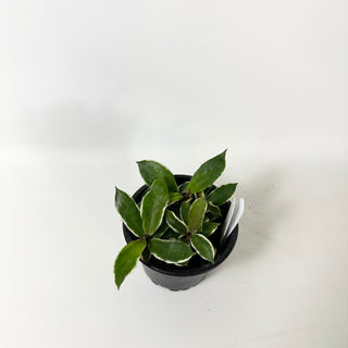 Hoya carnosa 'Holliana' [#2032]