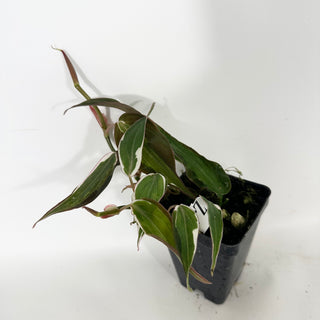 Z-4688 - Philodendron hederaceum ‘Micans Halo’